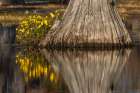 Yellow coreopsis flowers, bald cypress trees in southern swamp, Caddo Lake, Texas. Art Print